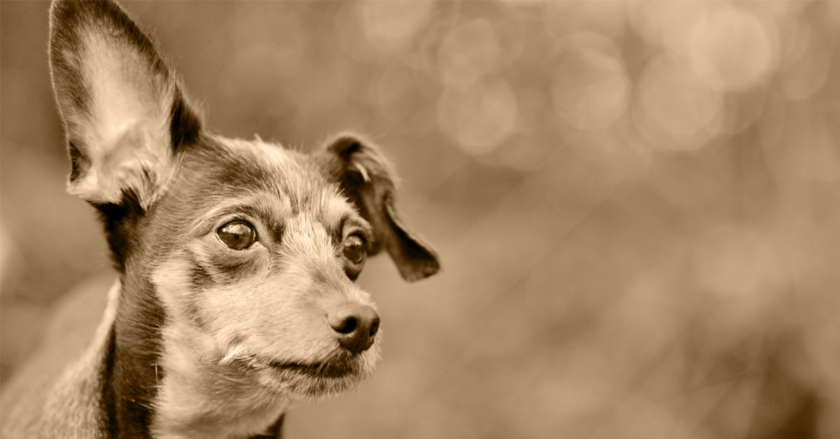 Truffinade image a la une promener chien sourd - Balader un chien sourd en libre…vous pensez que ce n’est pas possible ?…et bien si !!!
