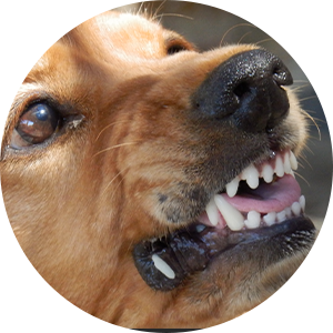 pourquoi-agressif-agressivite-chien-autres-chiens-conseils