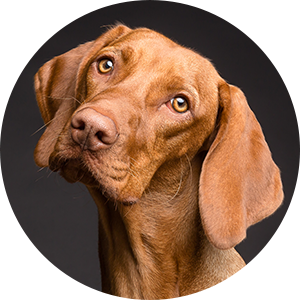 pourquoi-anxieux-seul-chien-destruction-aboiement