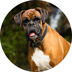 pourquoi-quand-chien-revient-rappel