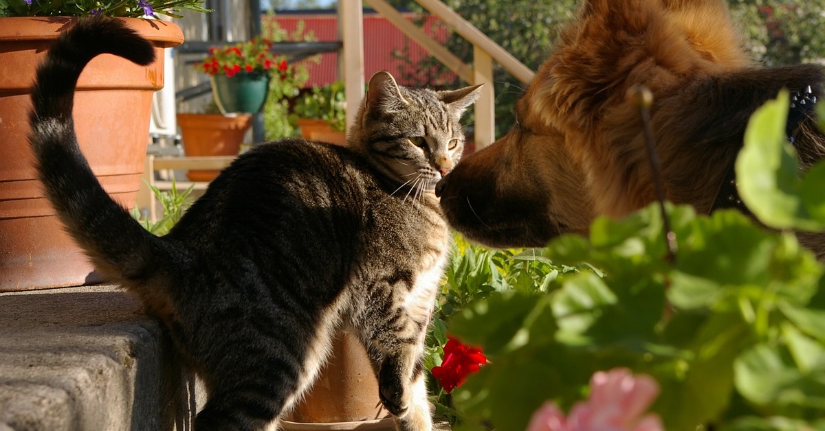 truffinade chienchat2 - Le chat de la famille du chien VS le chat de la famille du voisin