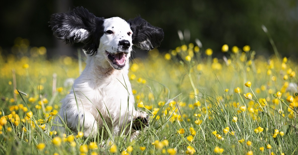 truffinade-un-chien-qui-a-son-quart-d-heure-de-folie-notamment-en-fin-de-journée