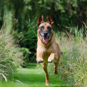 Truffinade agressivite chien reeducation 1 300x300 - L'agressivité d'un chien