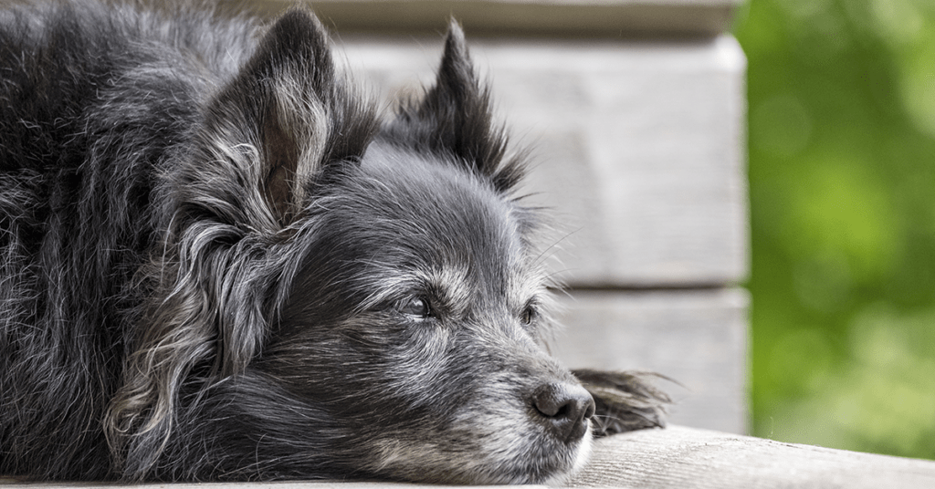 Truffinade-adopter-vieux-chien-comportement