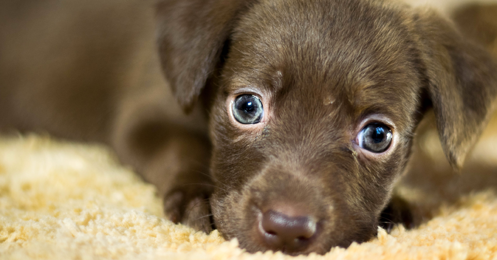 Truffinade-adoption-chiot-conseils-comportementaliste