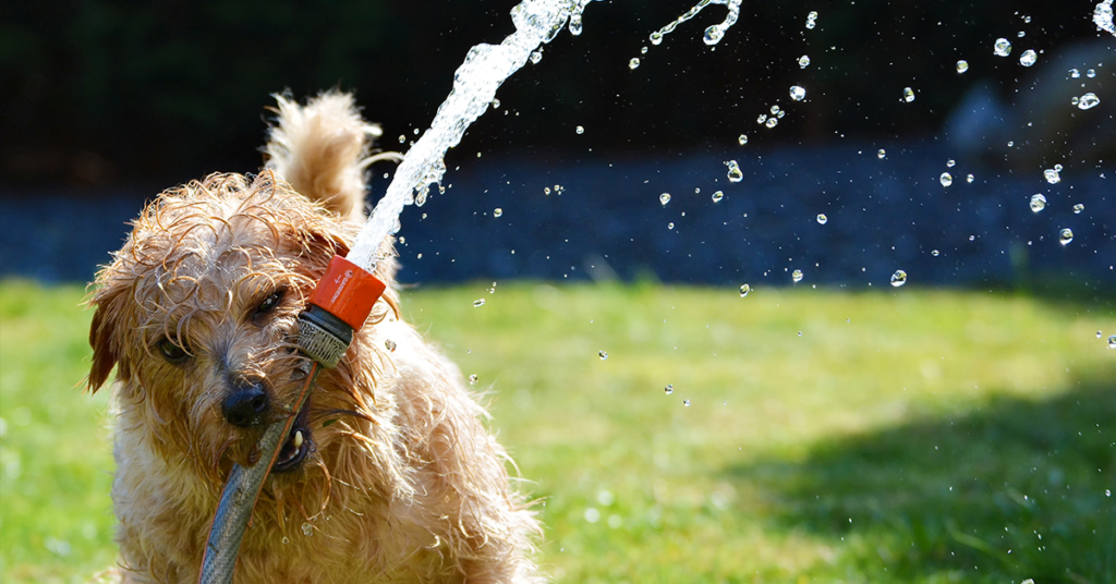 Truffinade-gestion-frustration-auto-controle-chien-betise