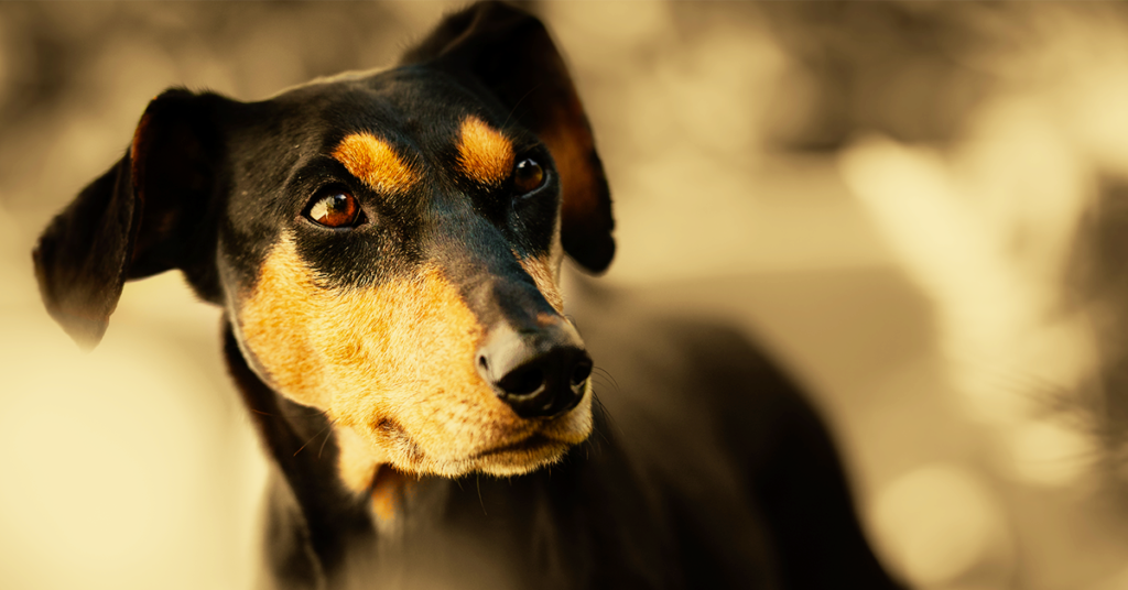 Truffinade-besoins-fondamentaux-chien-education-canine