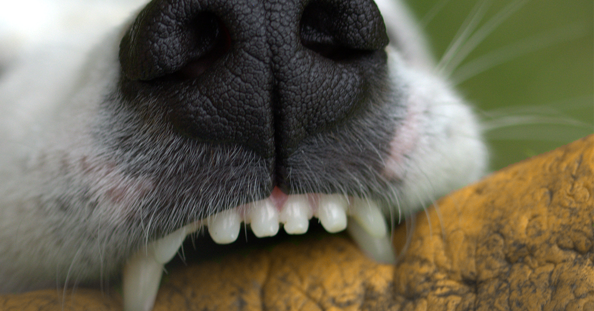 Truffinade image a la une chien agressif 1 - L'agressivité d'un chien