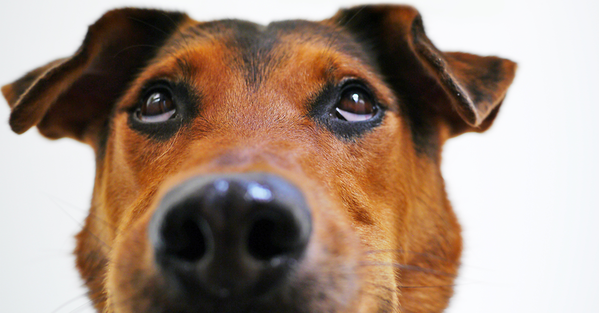 Truffinade image a la une fonction dun chien 1 - Le fonctionnement d'un chien