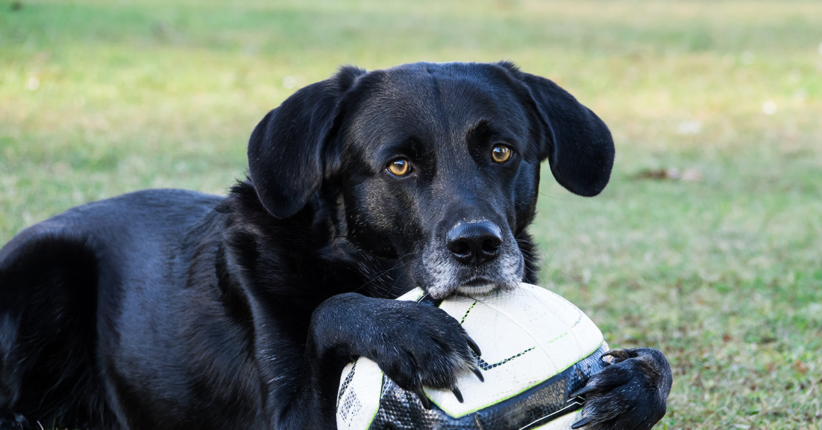 Truffinade image a la une lamour ne fait pas tout 1 - L'amour porté à son chien ne fait pas tout