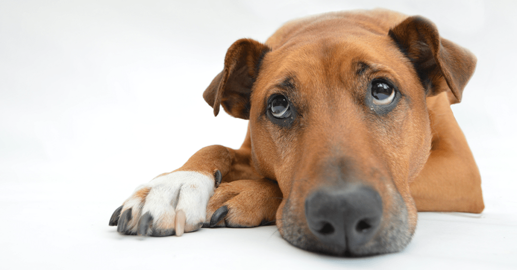 Truffinade-anxiete-de-sepration-chien-conseils-comportement