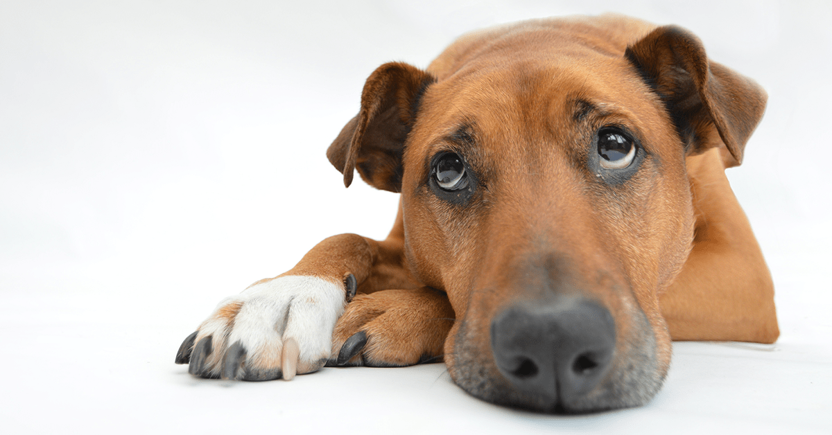 Truffinade-anxiete-de-sepration-chien-conseils-comportement