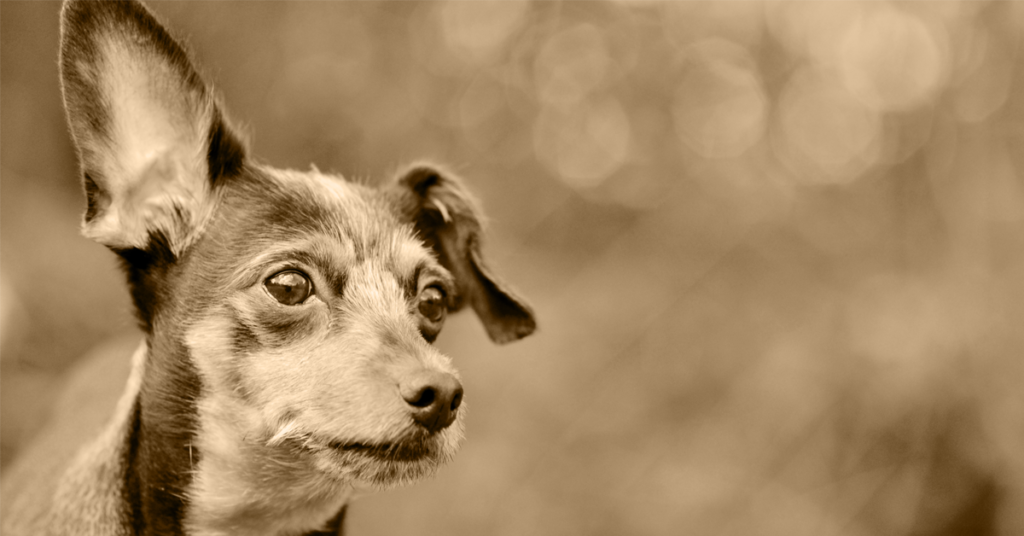 Balader un chien sourd en libre…vous pensez que ce n’est pas possible ?…et bien si !!!