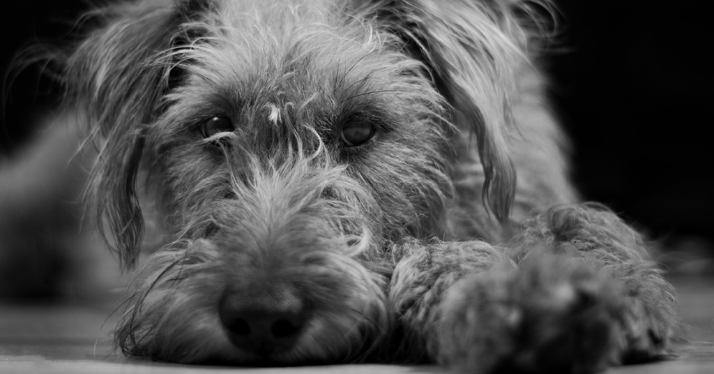 L’environnement d’un chien