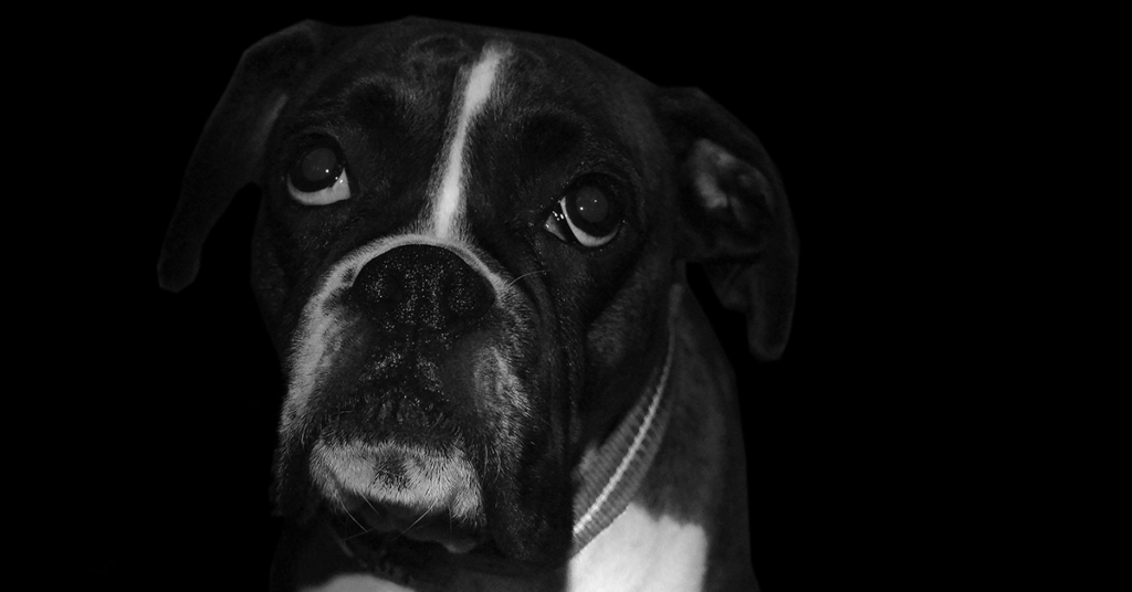 Truffinade-collier-electrique-chien