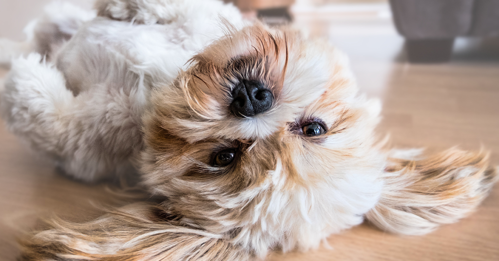 Truffinade image a une plasticite du chien 1 1024x536 - Actualités et conseils