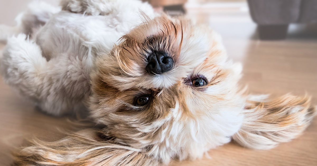 Truffinade image a une plasticite du chien 1 - La plasticité du chien