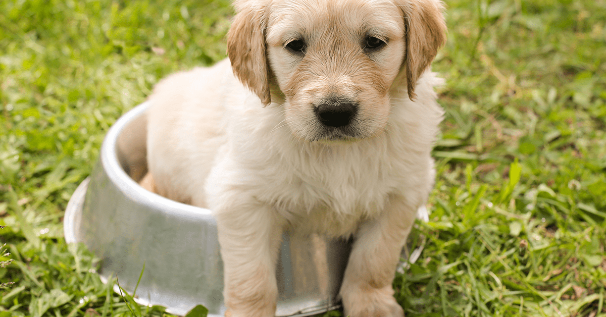 Truffinade image a une propreté du chien 1 - La propreté