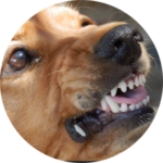 pourquoi-agressif-agressivite-chien-autres-chiens-conseils