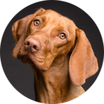pourquoi-anxieux-seul-chien-destruction-aboiement