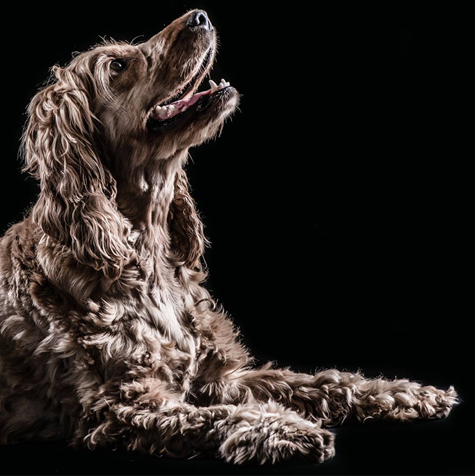 truffinade chien01 - Coach en éducation canine positive et comportement canin
