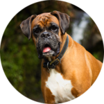 pourquoi-quand-chien-revient-rappel