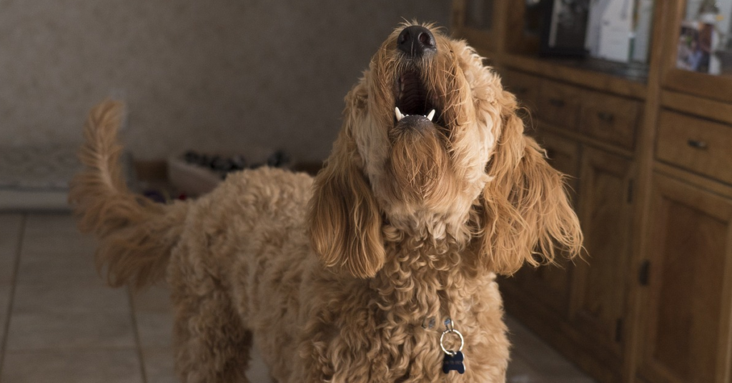 truffinade-chien-aboiements-reeducation-canine