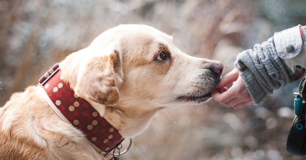 truffinade-chien-grognement-comportement-reeducation-canine