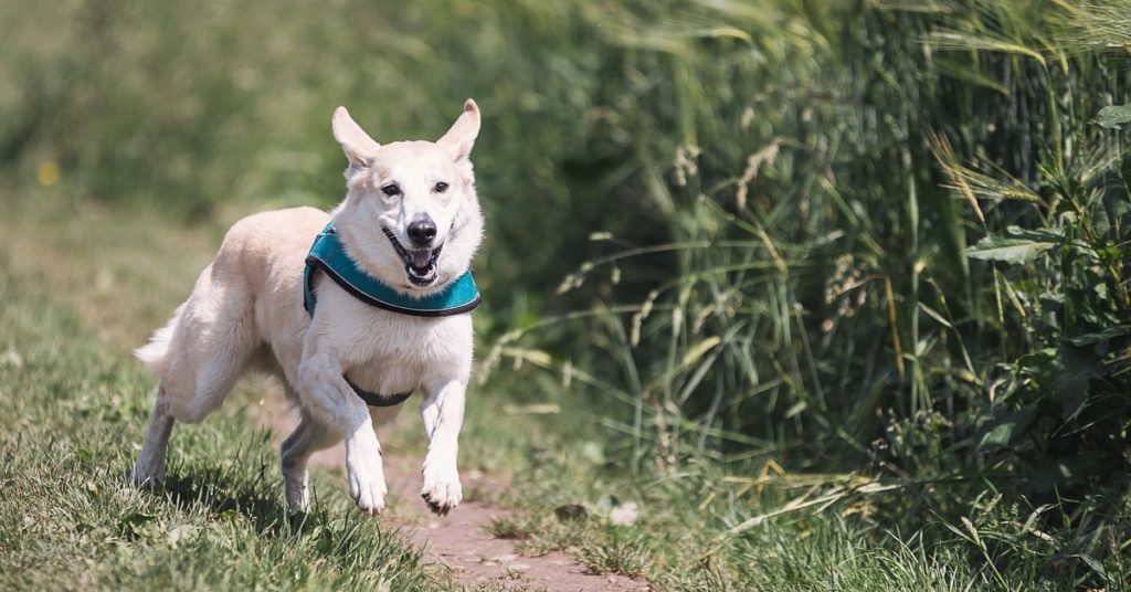 truffinade-predation-chien-education-canine