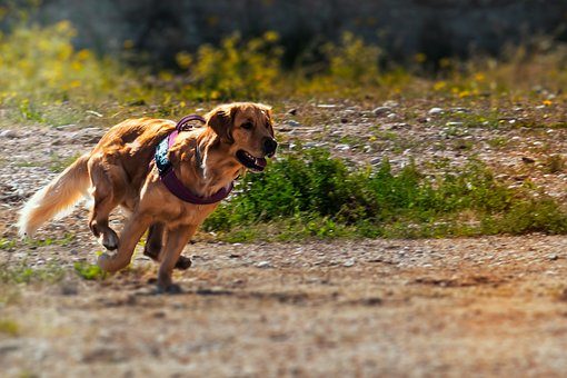 truffinade-predation-chien-education-canine