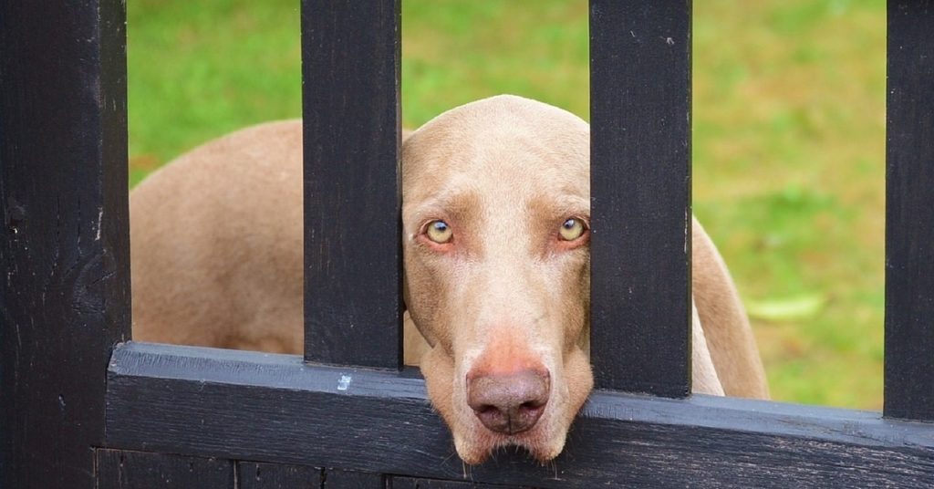 truffinade-reste-solitude-chien-education-canine