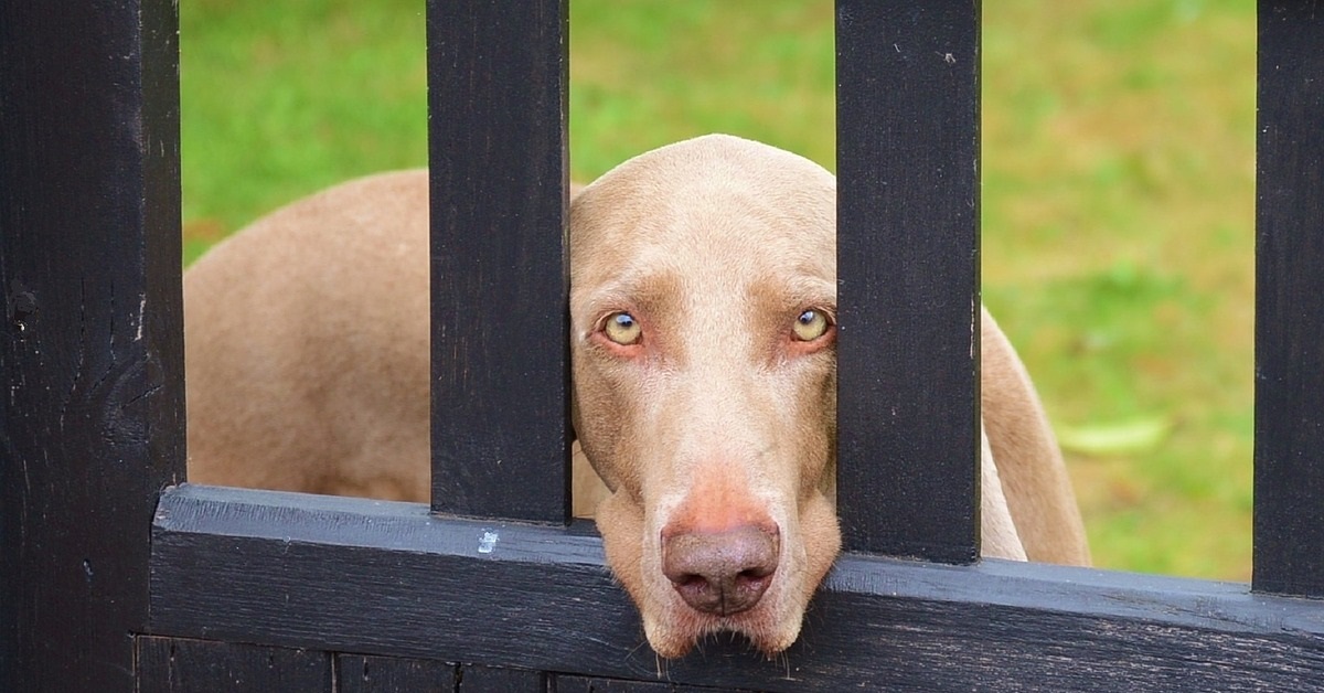 truffinade-reste-solitude-chien-education-canine