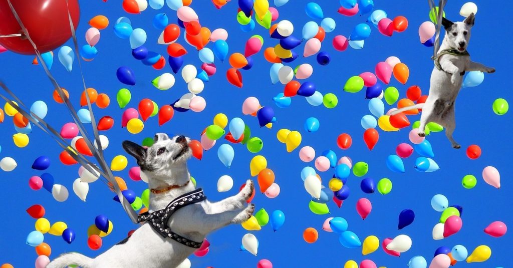 truffinade-chien-jeux-education-canine-divertissement