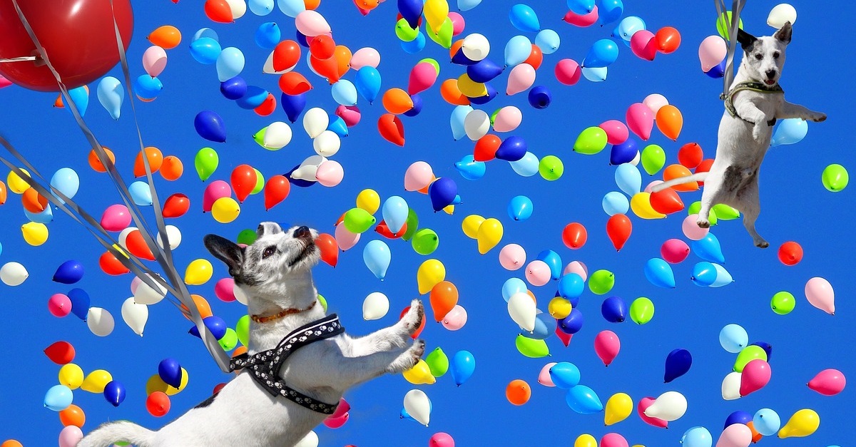 truffinade-chien-jeux-education-canine-divertissement