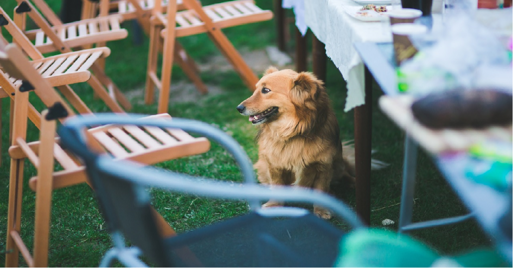 truffinade-chien-vol-table-education-canine