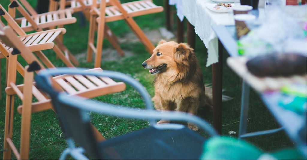 truffinade chien table 1024x536 - Actualités et conseils