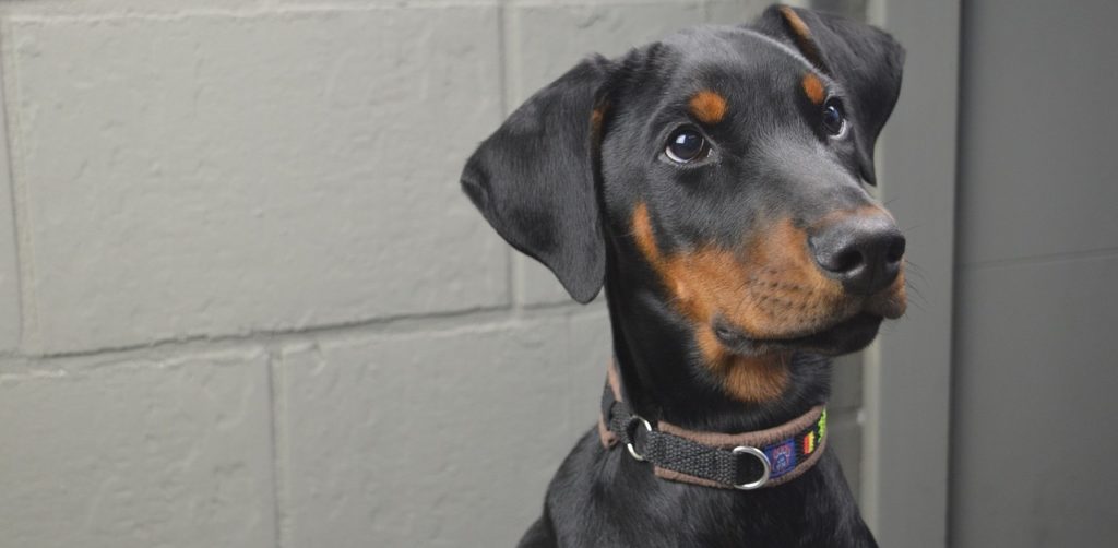truffinade-autocontrole-chien-education-reeducation-canine-bordeaux
