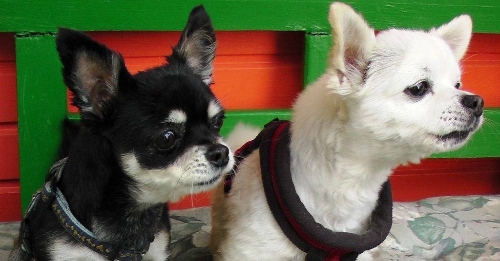 truffinade-bruits-reeducation-canine