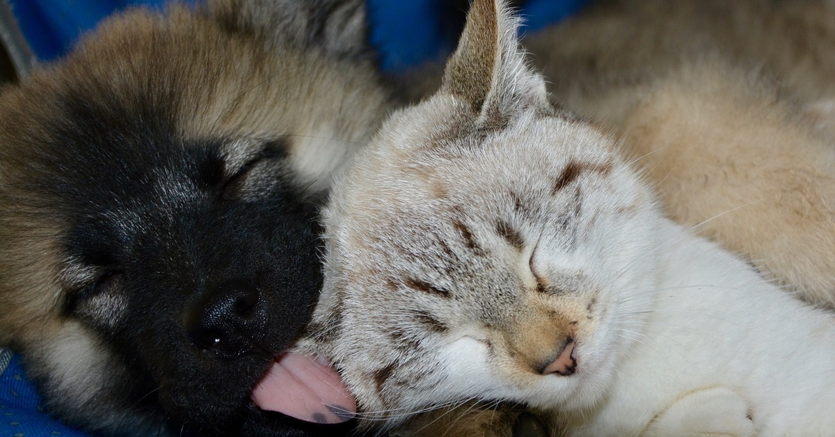 truffinade-chien-chat-education-canine