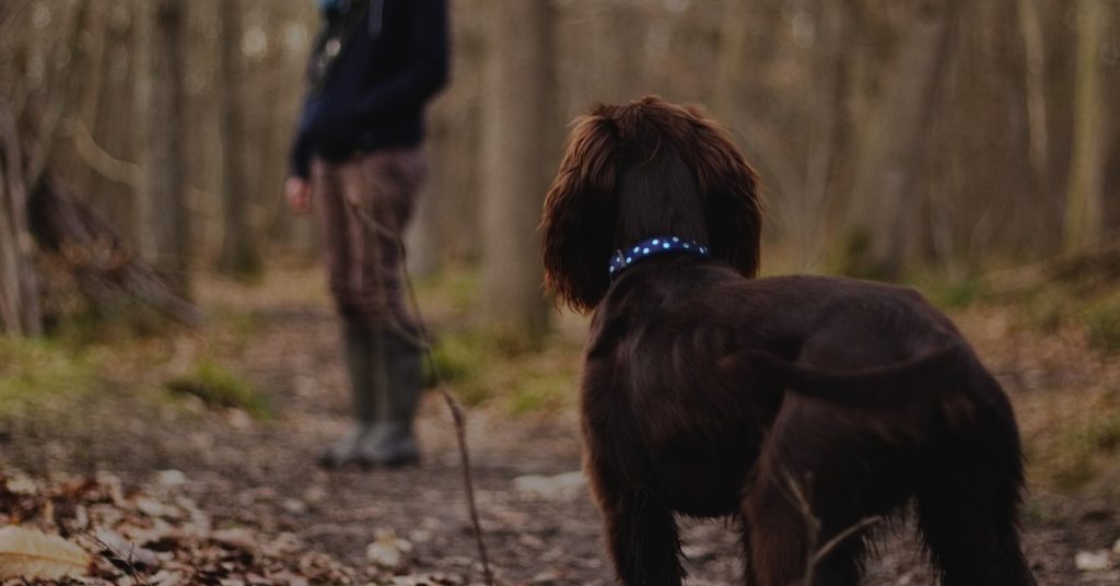 truffinade-rappel-chien-education-canine