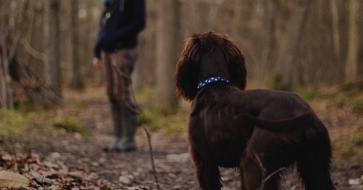 truffinade-rappel-chien-education-canine