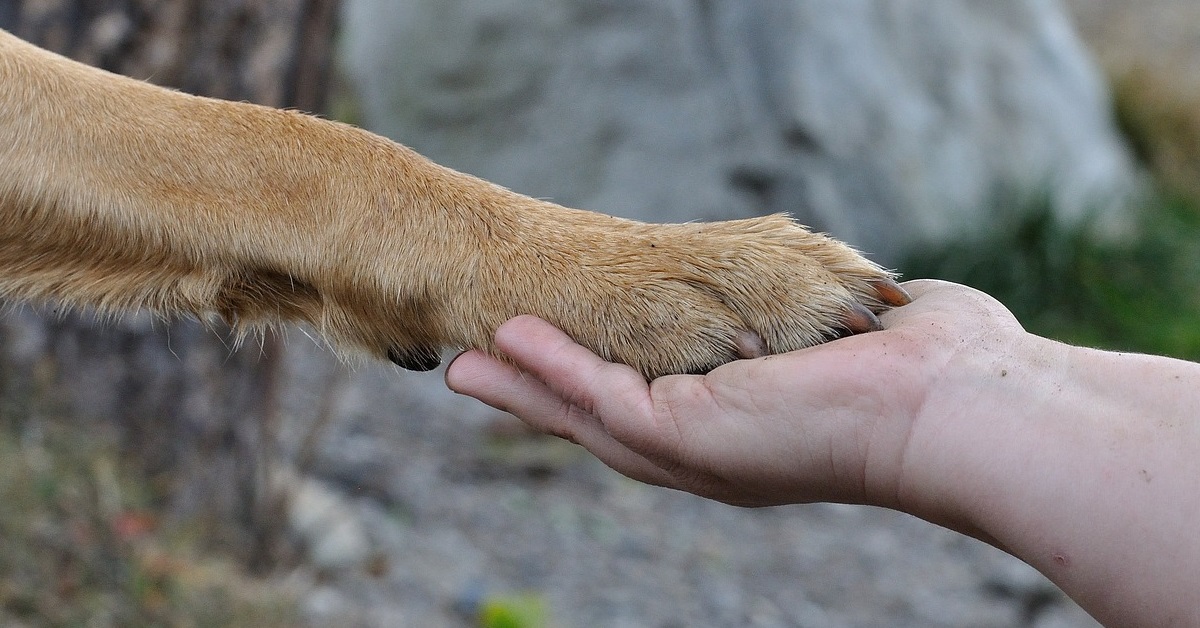 lebonchienaveclebonhumain - Le bon chien avec le bon humain