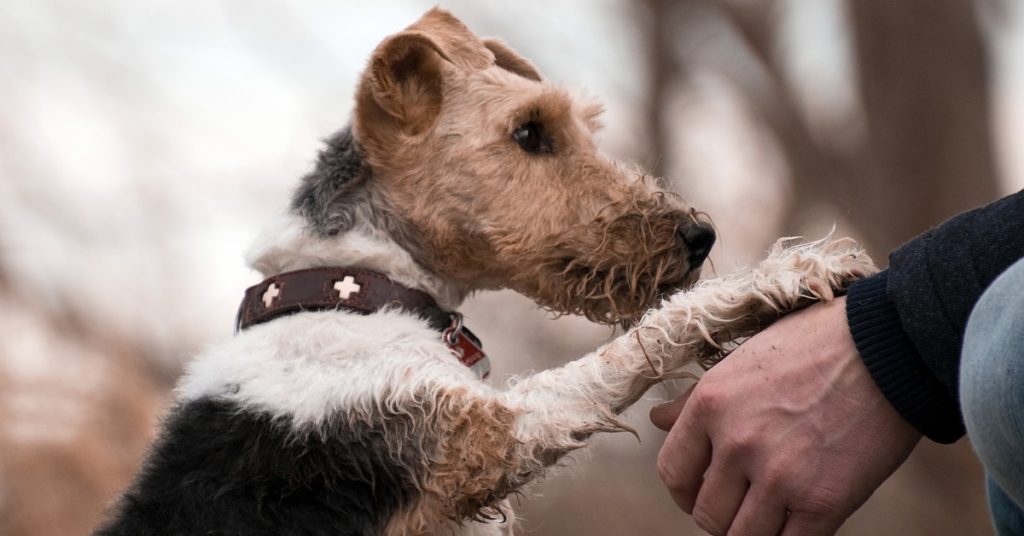 truffinade-contre-conditionnement-desensibilisation-graduelle-educateru-canin