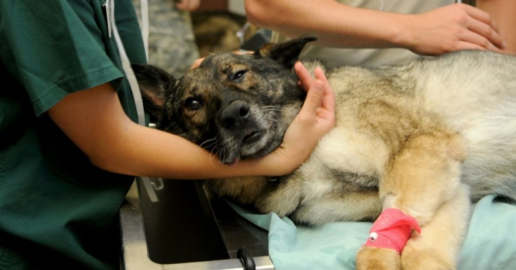 truffinade-medical-training-educateur-canin