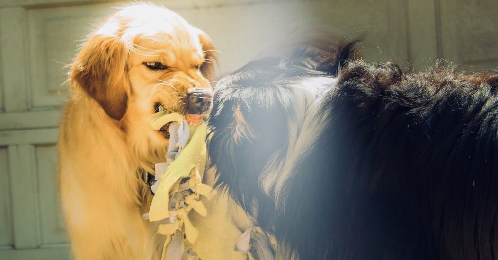 truffinade-chien-dressage-protection-ressources