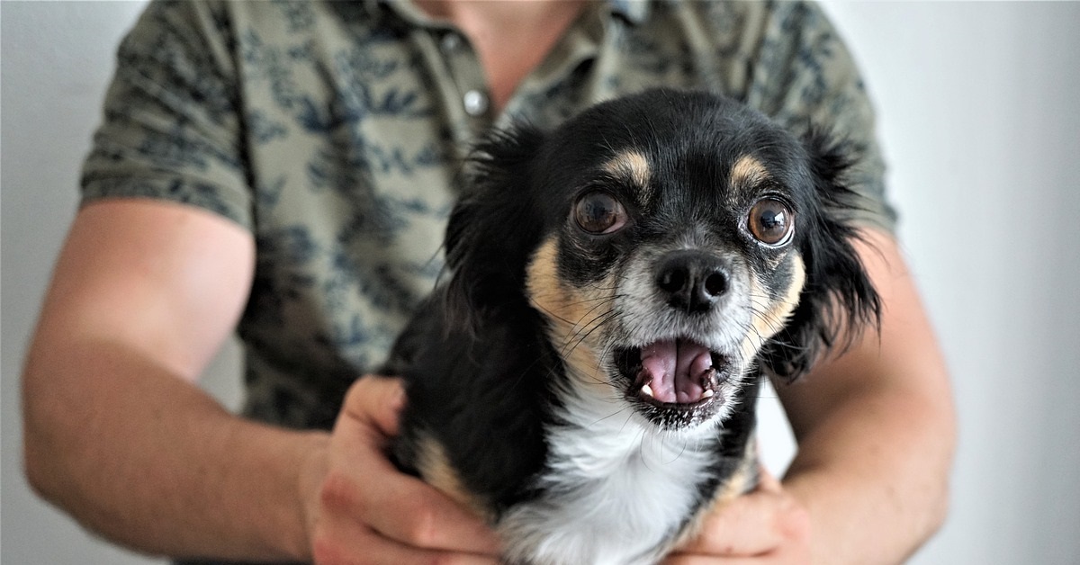 truffinade chien peur - Comment réagir quand un chien a peur ?