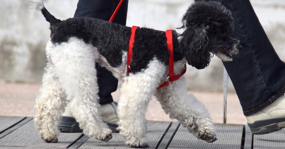 truffinade-marche-en-laisse-chien