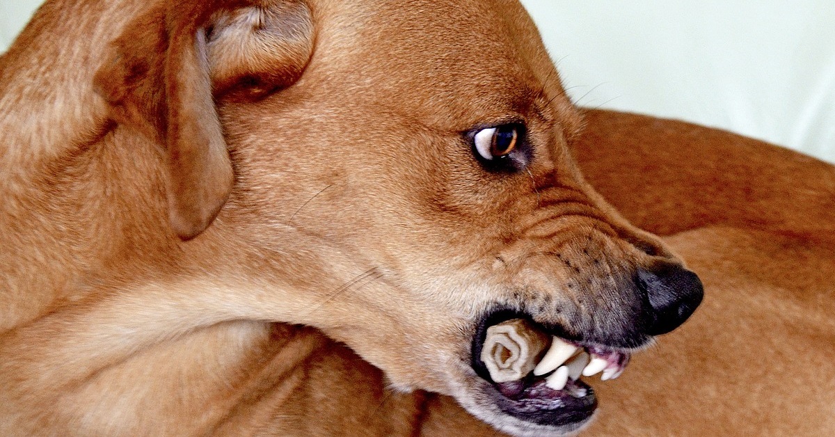 truffinade grognements - Savoir comprendre son chien