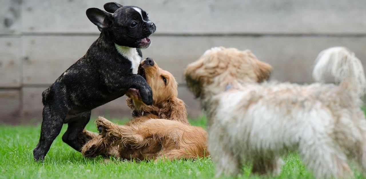 truffinade accueillir un chien - Comment accueillir un nouveau chien dans un lieu de vie quand il y a déjà un ou plusieurs congénères... ?