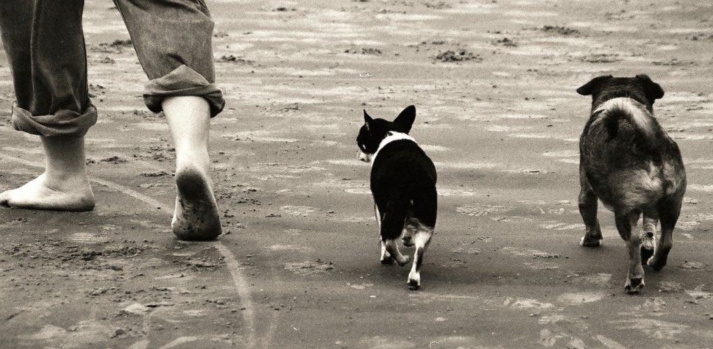 truffinade-conseils-marche-au-pied-education-canine